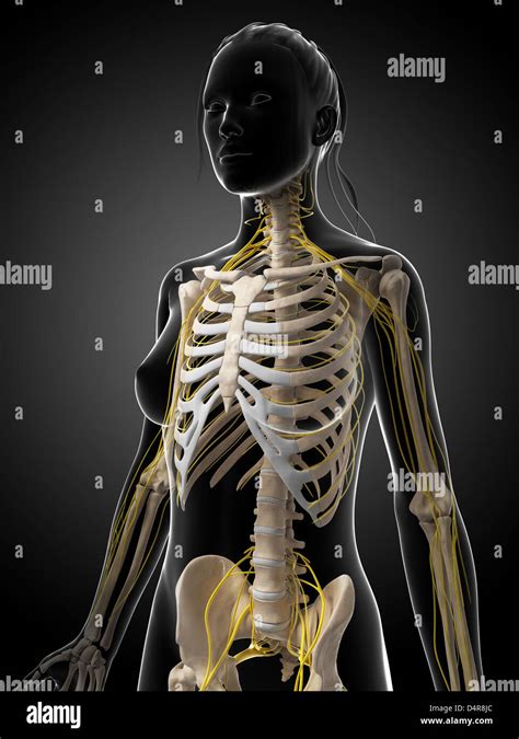 Female Nervous System Stock Photo Alamy