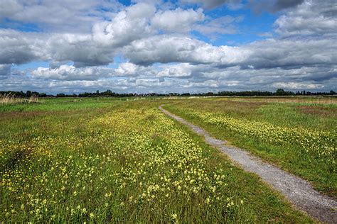 Hd Wallpaper Green Grass Field Summer The Sky Clouds Flowers