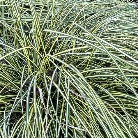 Carex Oshimensis Evergold Golden Japanese Sedge