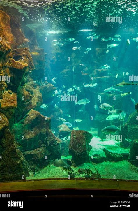 Aquarium, Porto Moniz, Madeira, Portugal Stock Photo - Alamy