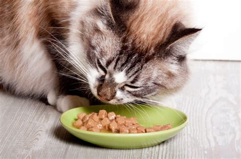 What To Do When Your Cat Won T Eat Cooper Pet Care