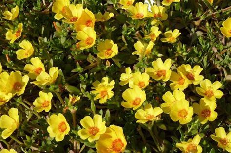 29 Different Types of Portulaca Varieties | Balcony Garden Web