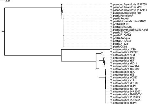 Phylogenetic Tree Of Whole Genome And Draft Genomes Sequencing Of Yersinia Download High