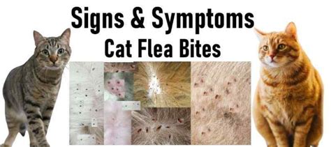 Flea Bites On Cats