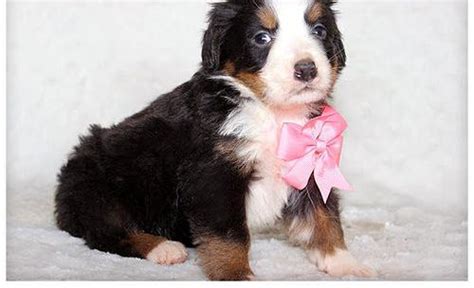 Bernese Mountain Dog Puppy for Sale - Adoption, Rescue | Female Bernese ...