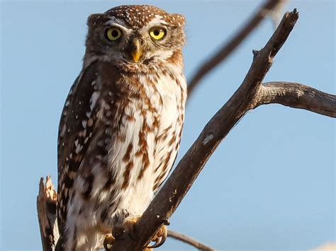 Bird Photography Tips - Wild Photo Africa