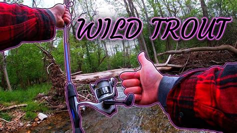 PA Trout Fishing For WILD BROWNS YouTube