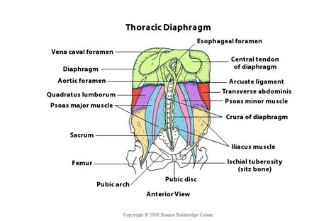 Engaging the Crura of the Thoracic Diaphragm - Body-Mind Centering®