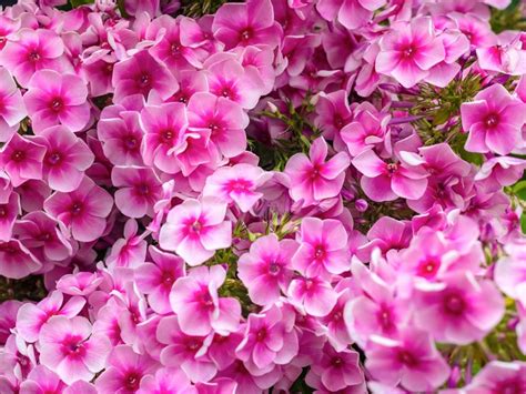 Gorgeous Pink Perennial Flowers Perennial Plants With Pink Flowers