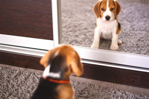 Do Dogs Know What Mirrors Are At Johnnie Clanton Blog