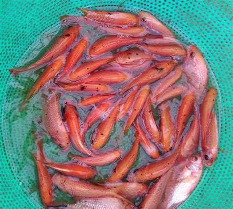 Bibit Ikan Nila Merah