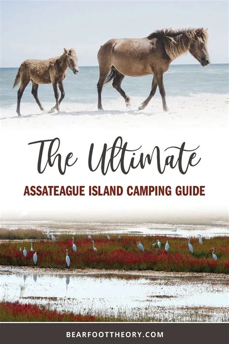 The Ultimate Guide To Assateague Island Camping Artofit