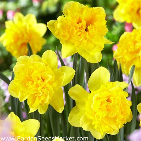 Twinflower daffodil - 5 pcs – Garden Seeds Market | Free shipping