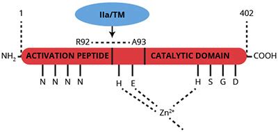 Thrombin Activatable Fibrinolysis Inhibitor Tafi Archives Prolytix