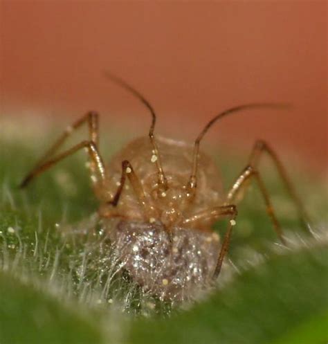 Fungus Ridden Aphid Praon Bugguide Net