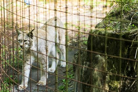 Exotic Cats At Big Cat Rescue In Tampa Fl Wander The Map