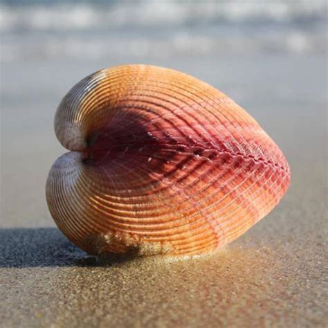 Curious Collectors Of Clam Shells Identification And Interesting Facts Hubpages