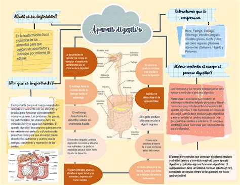 Aparato Digestivo E Imagen Del Intestino Delgado Capas Histológicas Esquemas Y Mapas