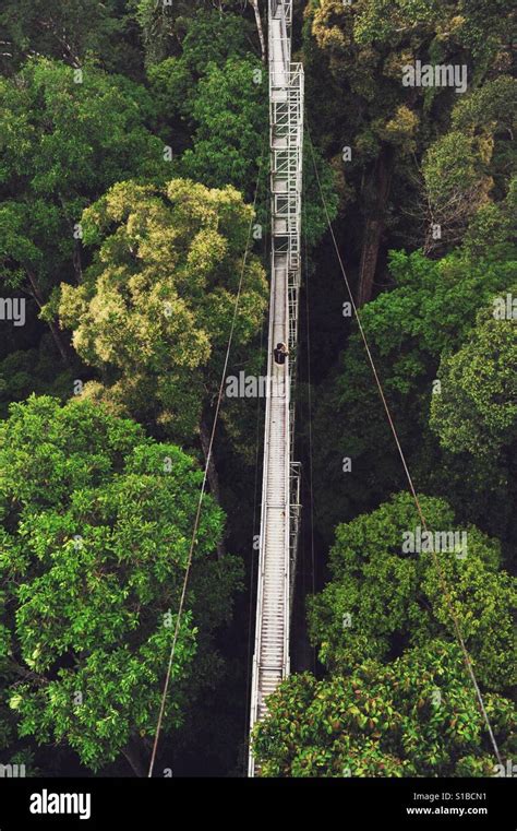 Treetops Canopy Walk At Ulu Temburong National Park Brunei Stock Photo