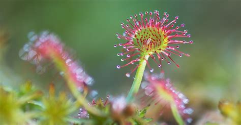 Curiosidades De Las Plantas Carn Voras Blog Verdecora