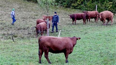 Low Stress Stockmanship Lena Cäsar Bürgi zeigen den stressfreien