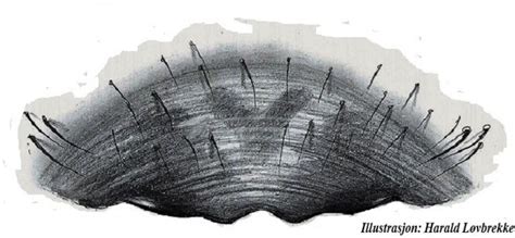 Datei:Clubiona norvegica epigyn HLovbrekke.jpg – Wiki der ...