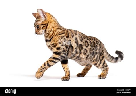 Side View Of A Bengal Cat Walking And Making A Stop Isolated On White