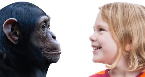 Chimpanzee vs human dna - duninternet