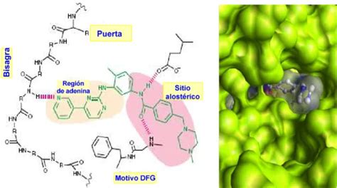 Desarrollo De La Estructura Del Imatinib Como Inhibidor De Quinasas 5 1