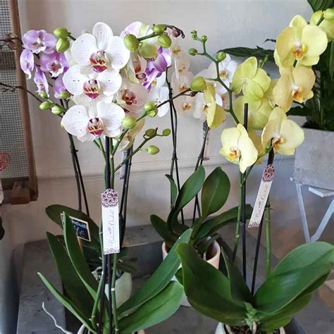 Cuidados De Las Orquídeas En Casa Las Flores De Lucía