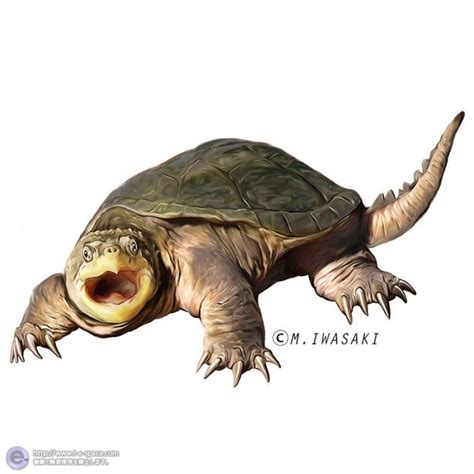 動物リアルイラスト | カメとリアルイラストと動物リアルイラストとカミツキガメと爬虫類のイラスト | イラストレーター検索