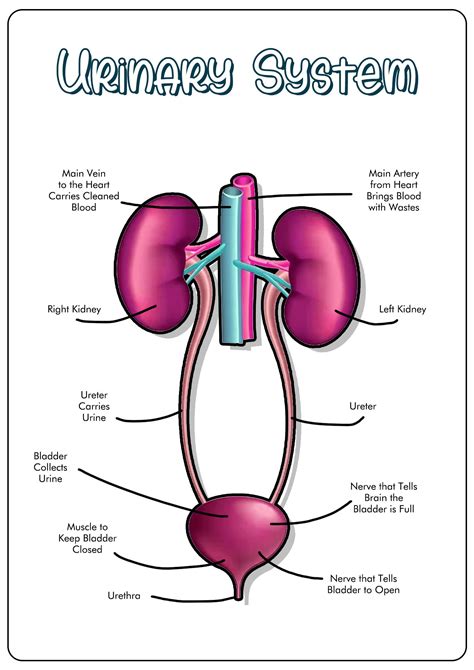 Urinary System Worksheets Free Pdf At Worksheeto