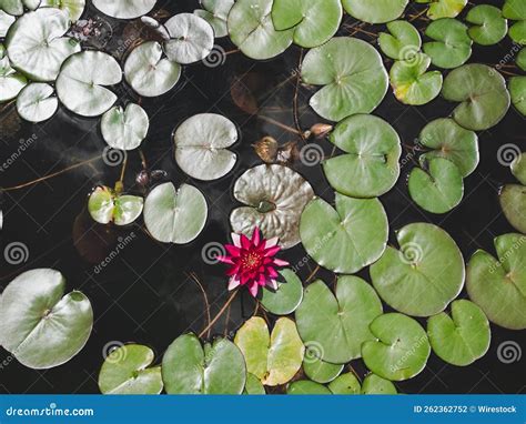 Top View Of A Lake Full Of Beautiful Vibrant Lily Pads Stock Photo