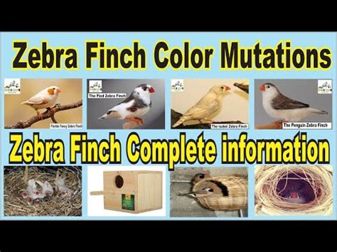 Zebra Finch Color Mutations and Complete Health-Breeding information
