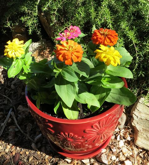 Zinnias In Red Flower Pot Flower Pots Red Flowers Zinnias