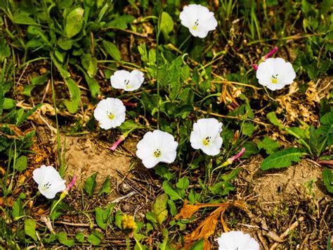 11 Common Weeds With White Flowers With Pictures To Identify