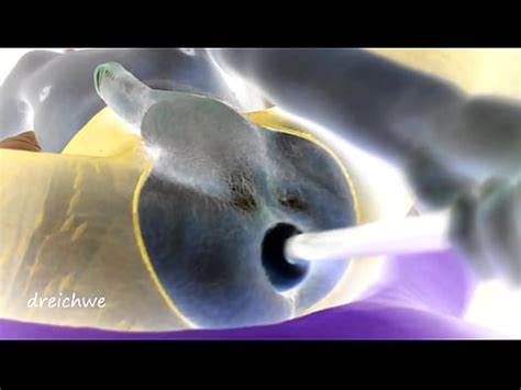 Se Lo Traga Todo Por El Culo XVIDEOS