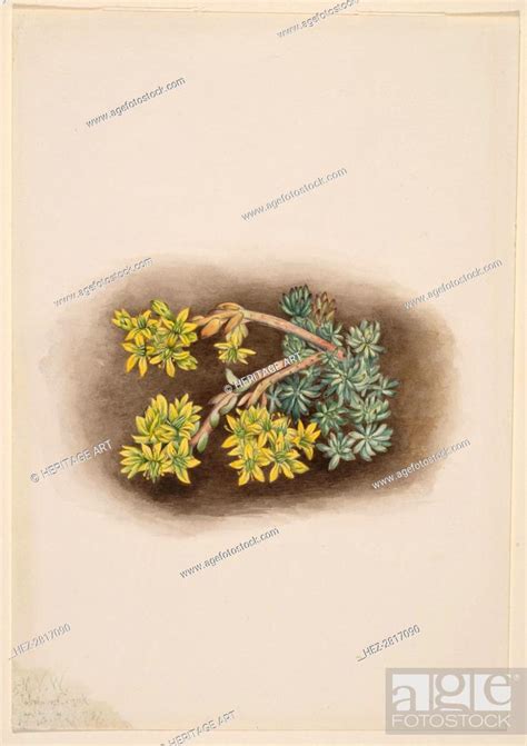 Yellow Stonecrop Sedum Stenopetalum 1922 Creator Mary Vaux Walcott