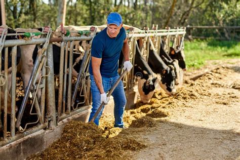 Farmer Feeding a Cow on Farm with Dairy Cows. Stock Photo - Image of ...