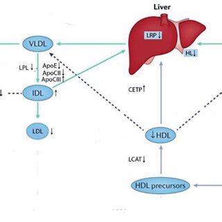 Very-low-density lipoprotein metabolism. In circulation VLDL are ...