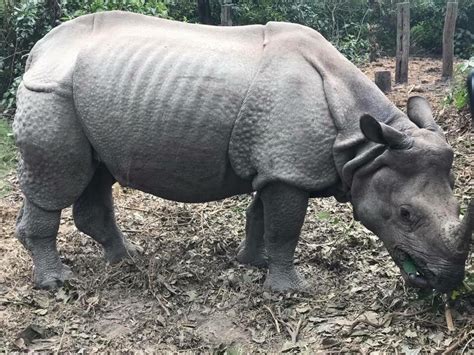 One Horned Rhino In Nepal Tourism Goal Nepal