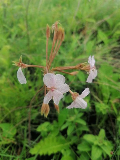 Lurid Storksbill From Umtamvuna Nature Reserve On September 29 2021 At