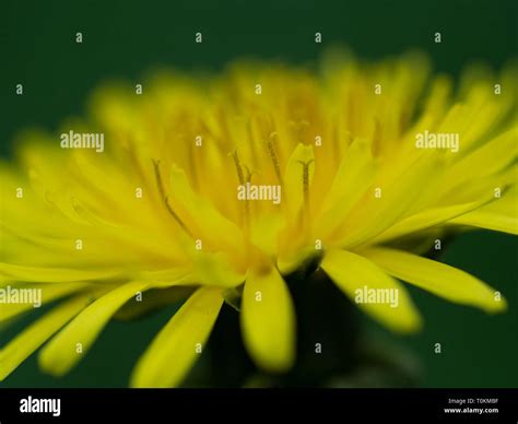 Common dandelion yellow Stock Photo - Alamy