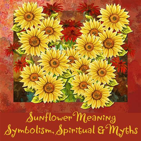 What Is The Meaning Of A Sunflower Symbolism Spiritual And Myths