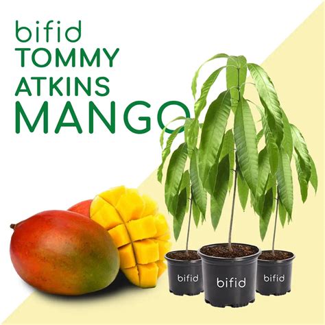 Tommy Atkins Mango Sapling Bifid