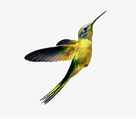 Yellow Hummingbirds Birdie Png Image