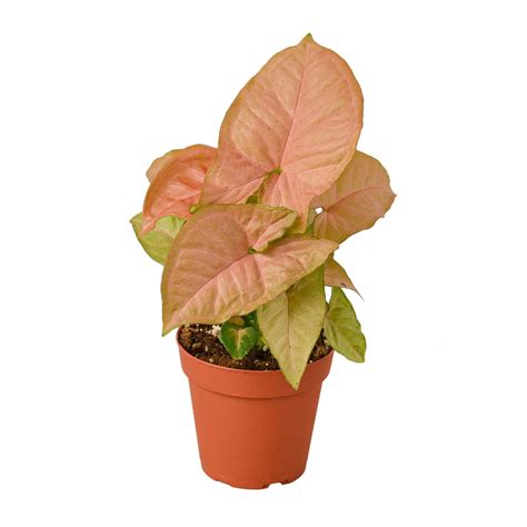 Syngonium Strawberry – 4″ Pot – NURSERY POT ONLY - Green Thumb Nursery