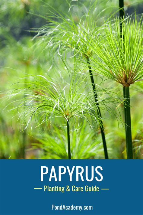 How To Plant Papyrus In A Pond Care Grow Guide Pond Plants Pond