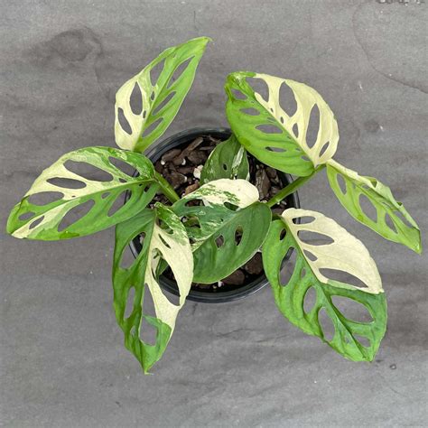 variegated monstera adansonii odd spot plants