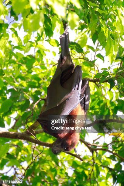 Vampire Bat Photos and Premium High Res Pictures - Getty Images